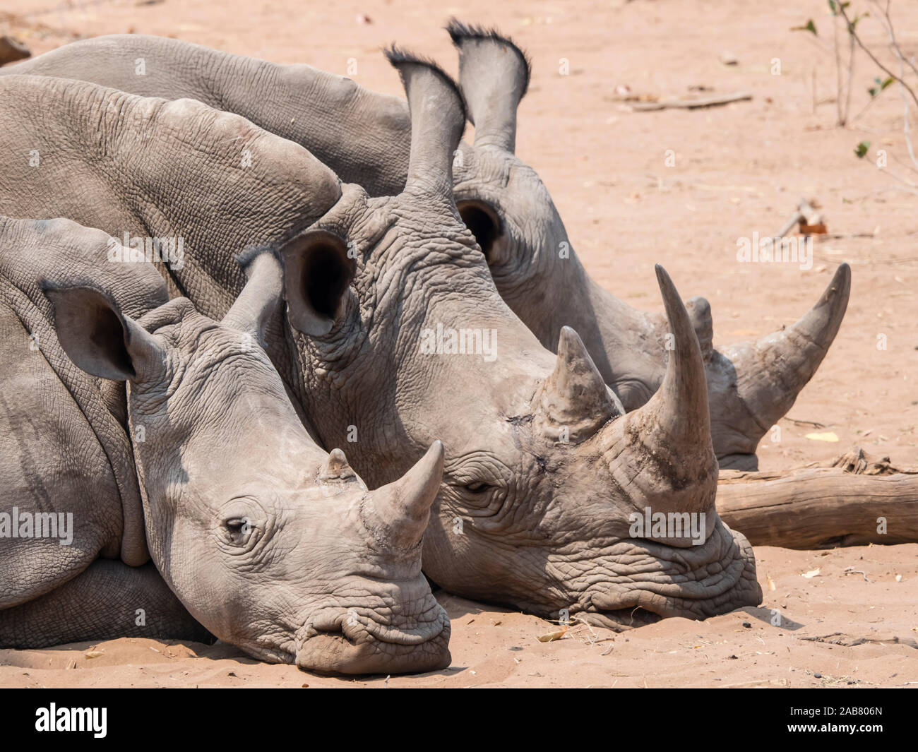 Des profils rhinocéros blanc du sud (Ceratotherium simum simum), gardé en parc national de Mosi-oa-Tunya, Zambie, Afrique Banque D'Images