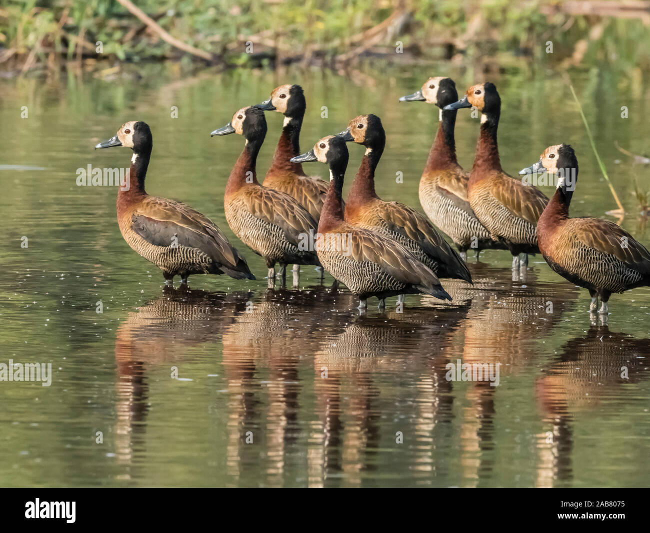 Un troupeau de canards sifflement à face blanche (Dendrocygna viduata), Zambèze, Parc National de Mosi-oa-Tunya, Zambie, Afrique Banque D'Images