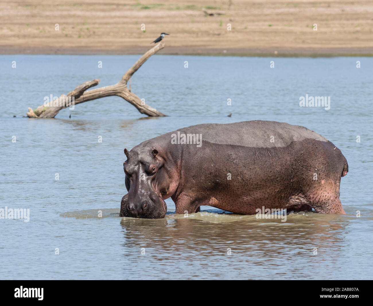 Hippopotame (Hippopotamus amphibius), le parc national de South Luangwa, en Zambie, l'Afrique Banque D'Images