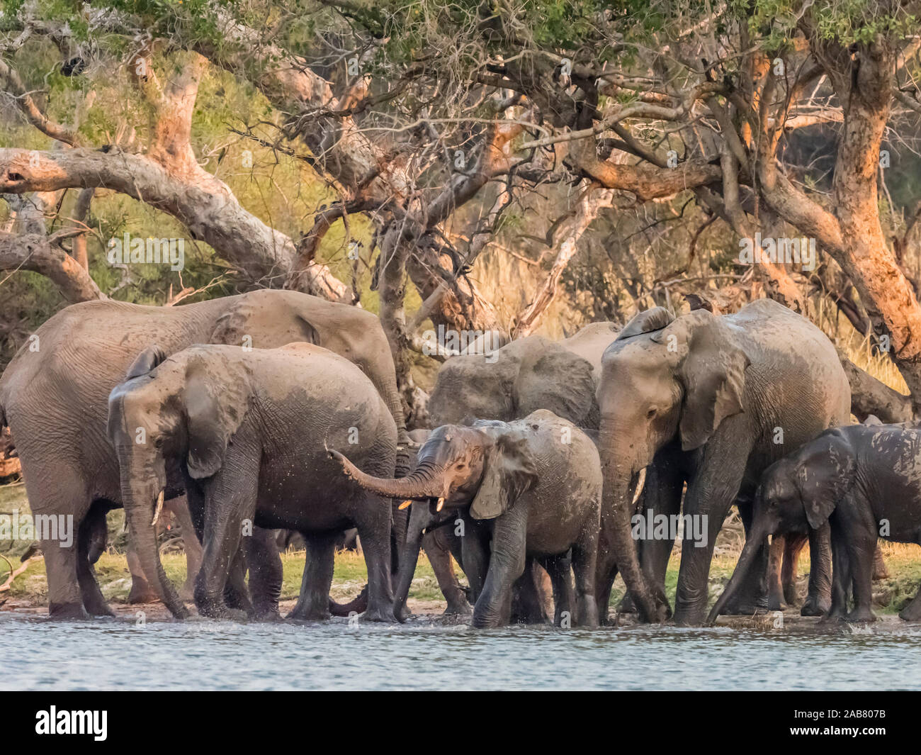 Un troupeau d'éléphants bush africain (Loxodonta africana) sur la partie supérieure de la rivière Zambezi, Parc National de Mosi-oa-Tunya, Zambie, Afrique Banque D'Images
