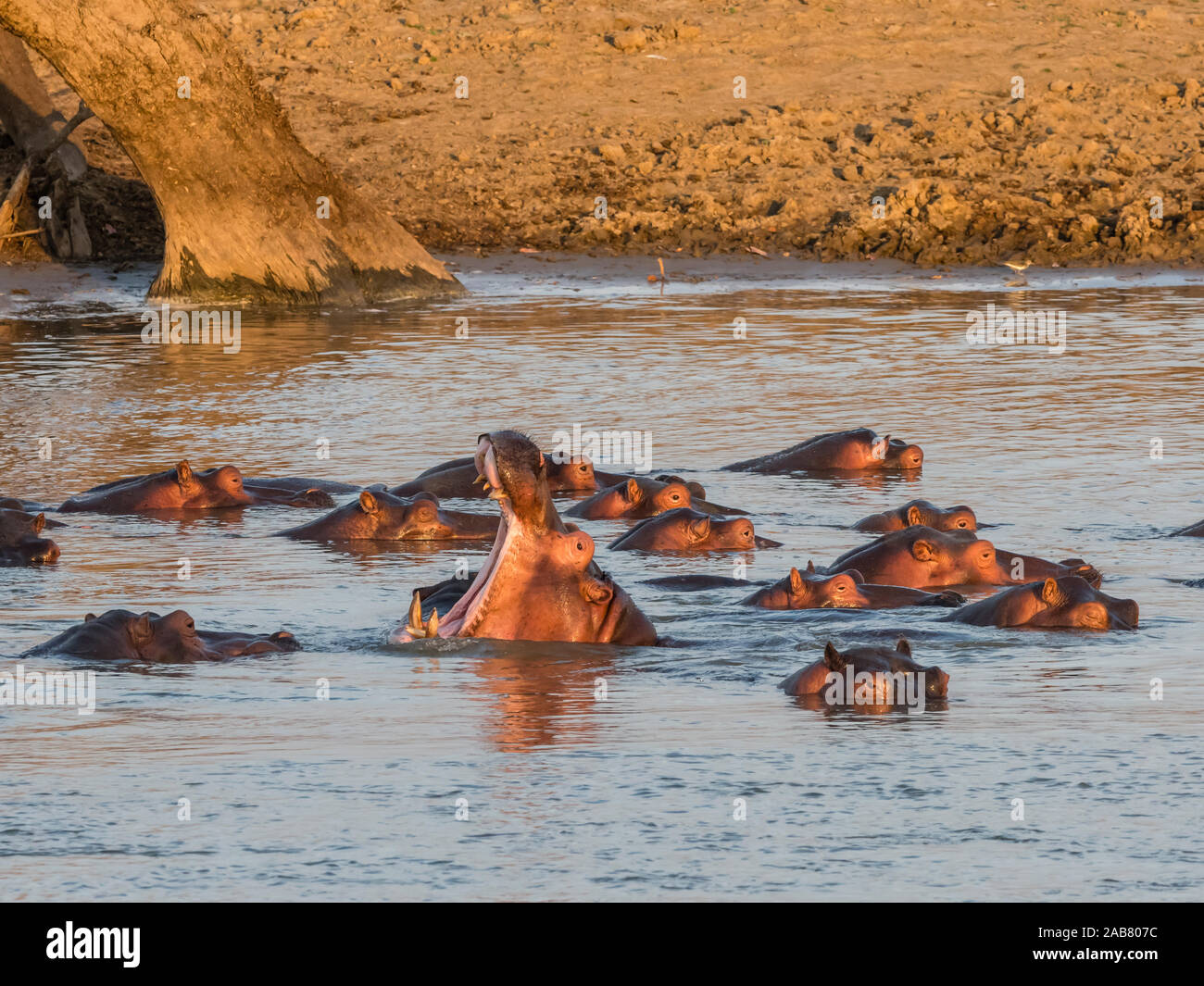 Hippopotame (Hippopotamus amphibius), le parc national de South Luangwa, en Zambie, l'Afrique Banque D'Images