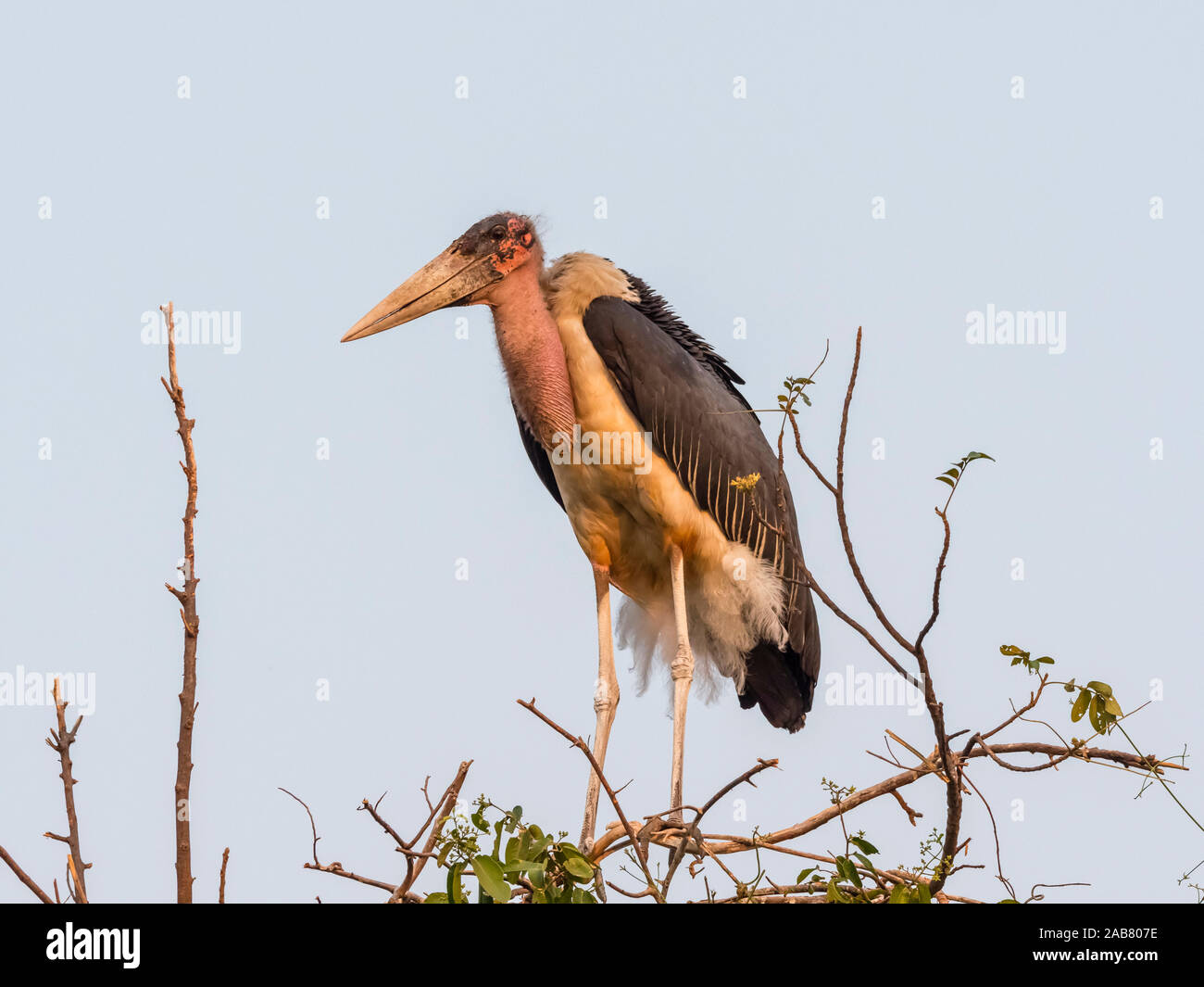 Un adulte (marabout africain crumenifer Flamant rose (Phoenicopterus ruber), perché sur le haut Zambèze, Parc National de Mosi-oa-Tunya, Zambie, Afrique Banque D'Images