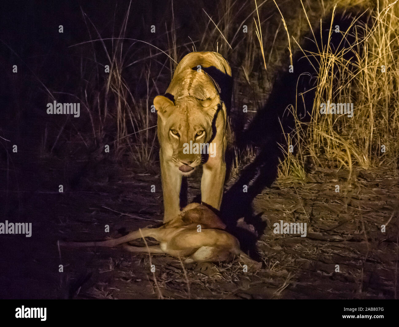 Adultes munis d'une lionne (Panthera leo), avec une nuit à tuer impala dans le parc national de South Luangwa, en Zambie, l'Afrique Banque D'Images