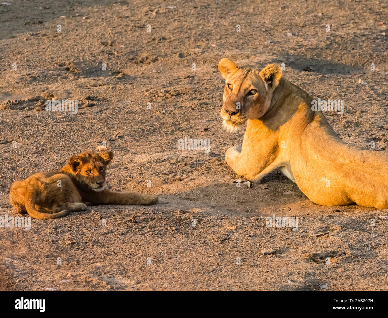 Un adulte lioness (Panthera leo) cub ludique le long de la Rivière Luangwa South Luangwa National Park, Zambie, Afrique Banque D'Images