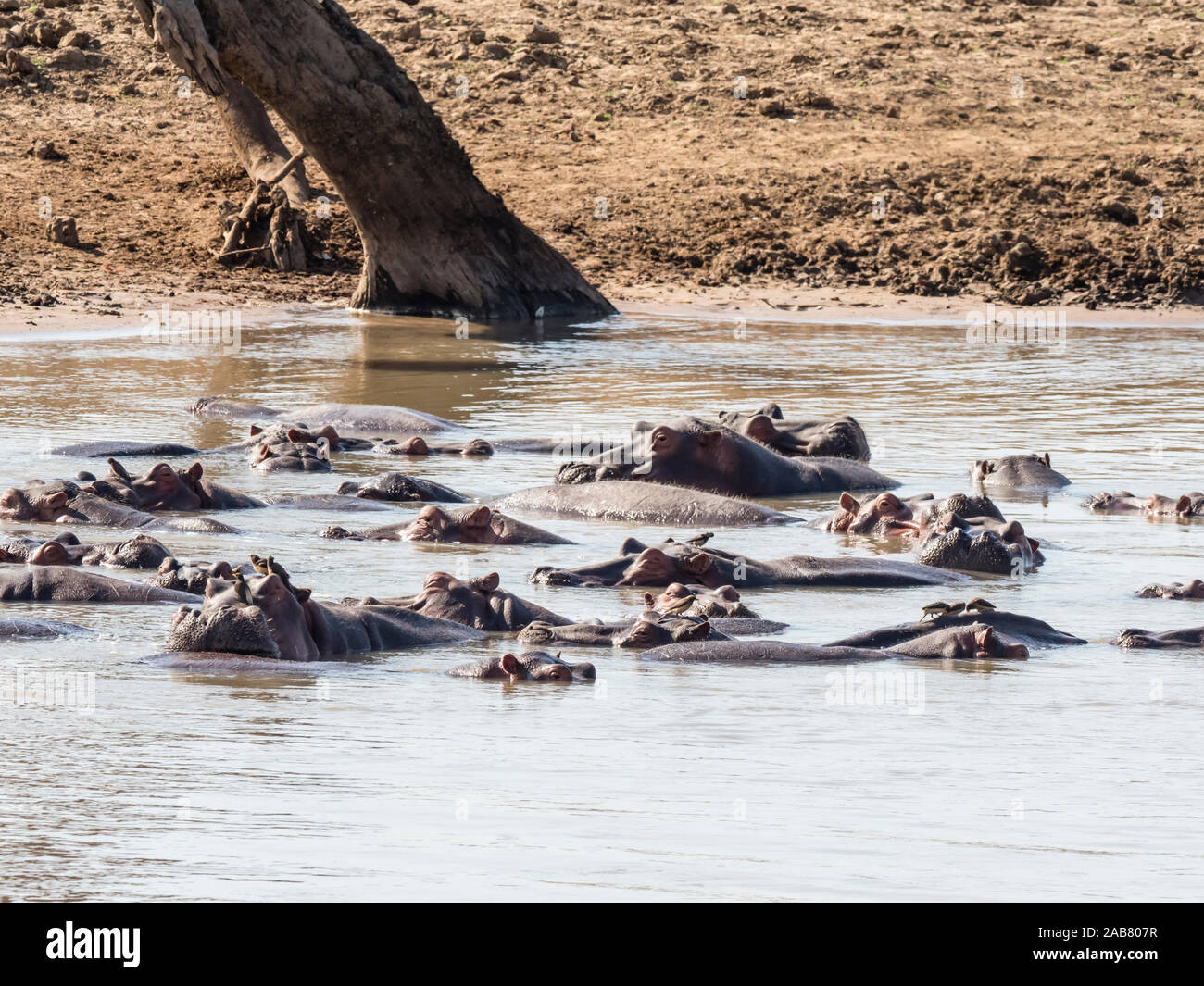 Hippopotame (Hippopotamus amphibius), le parc national de South Luangwa, en Zambie, l'Afrique Banque D'Images