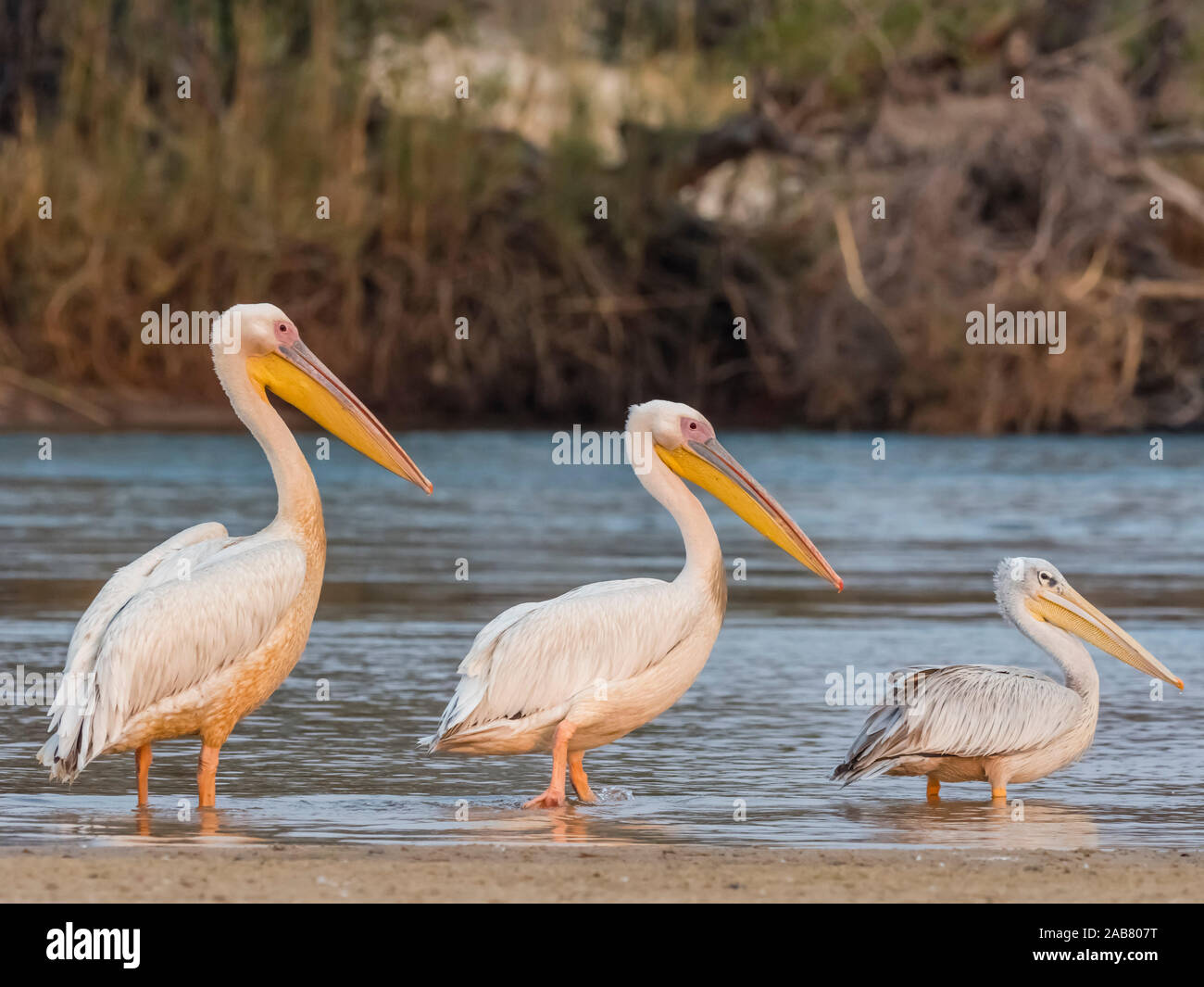 Des profils de grands pélicans blancs (Pelecanus onocrotalus), sur le fleuve Zambèze, Parc National de Mosi-oa-Tunya, Zambie, Afrique Banque D'Images