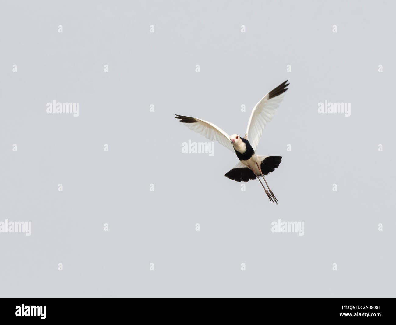 À longs doigts un adulte sociable (Vanellus crassirostris), en vol en parc national de Mosi-oa-Tunya, Zambie, Afrique Banque D'Images