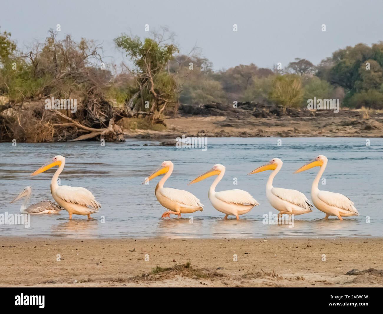Des profils de grands pélicans blancs (Pelecanus onocrotalus), sur le fleuve Zambèze, Parc National de Mosi-oa-Tunya, Zambie, Afrique Banque D'Images