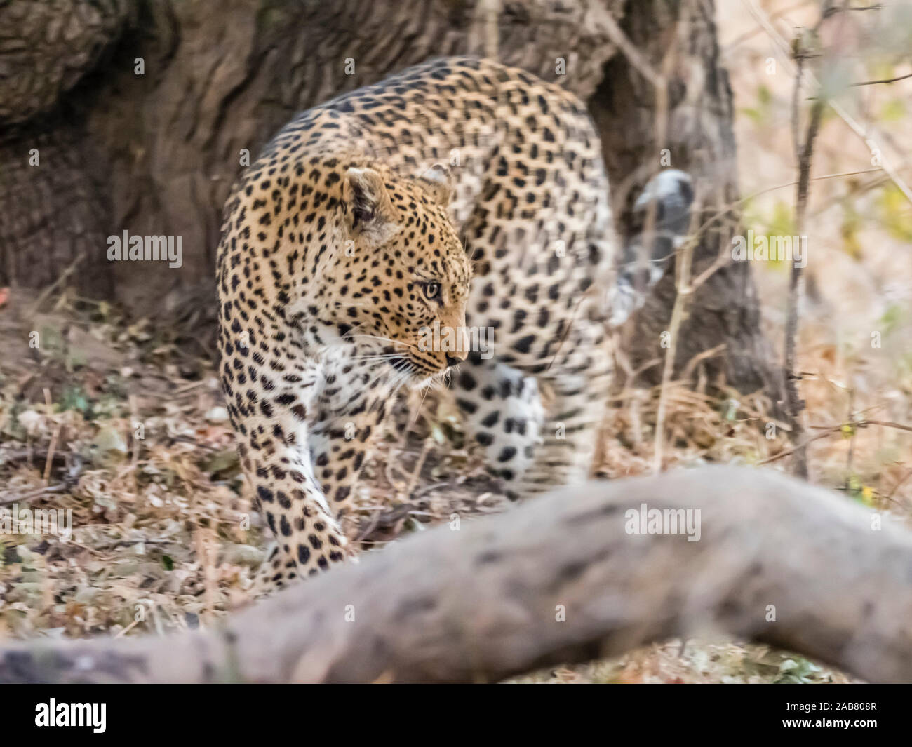 Une femelle adulte leopard (Panthera pardus), le parc national de South Luangwa, en Zambie, l'Afrique Banque D'Images