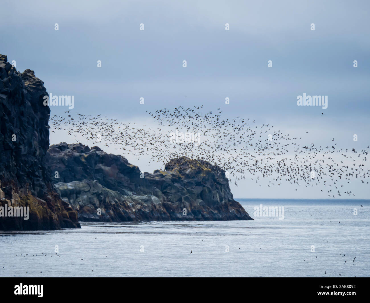 Des bandes d'oiseaux de voler le long des côtes de l'île Kiska, Îles Aléoutiennes, Alaska, Amérique du Nord Banque D'Images