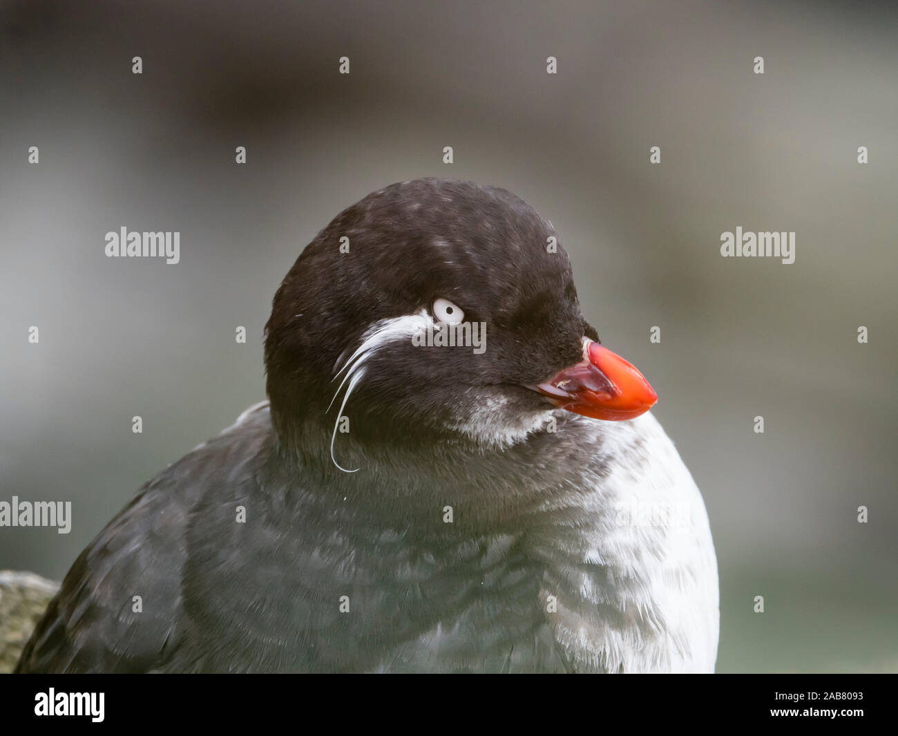 Une perruche adultes (Aethia psittacula) macareux nichant sur l'île Saint-Paul, îles Pribilof, Alaska, Amérique du Nord Banque D'Images