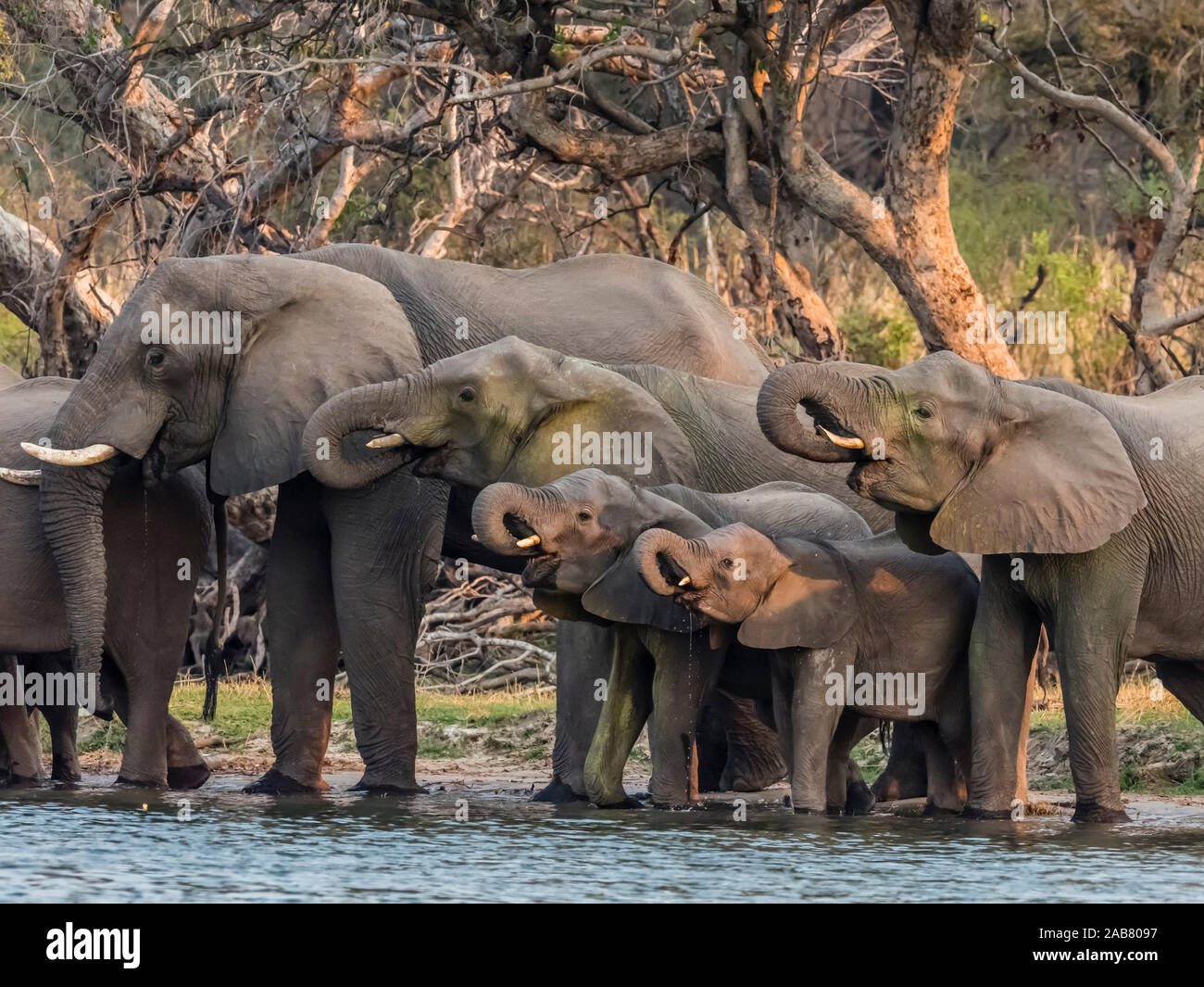 Un troupeau d'éléphants bush africain (Loxodonta africana) sur la partie supérieure de la rivière Zambezi, Parc National de Mosi-oa-Tunya, la Zambie. Banque D'Images