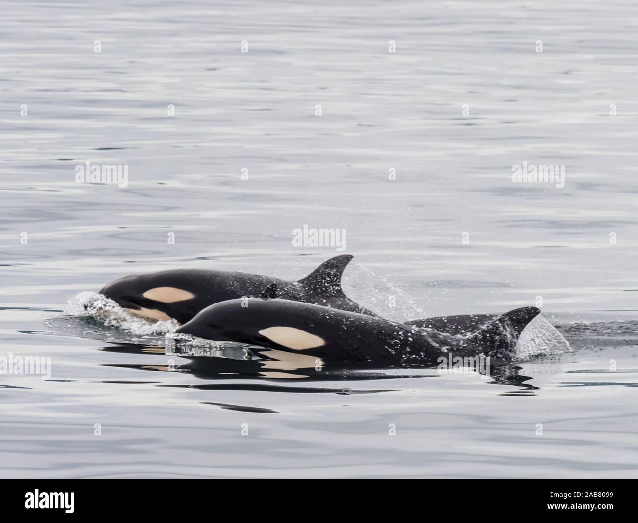 Deux jeunes épaulards (Orcinus orca), à la surface près de l'île Saint-Paul, îles Pribilof, Alaska, Amérique du Nord Banque D'Images