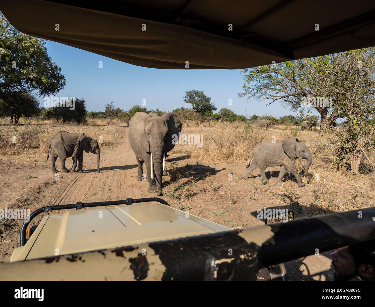 Bush de l'Afrique de l'éléphant (Loxodonta africana), près d'un camion safari dans le parc national de South Luangwa, en Zambie, l'Afrique Banque D'Images