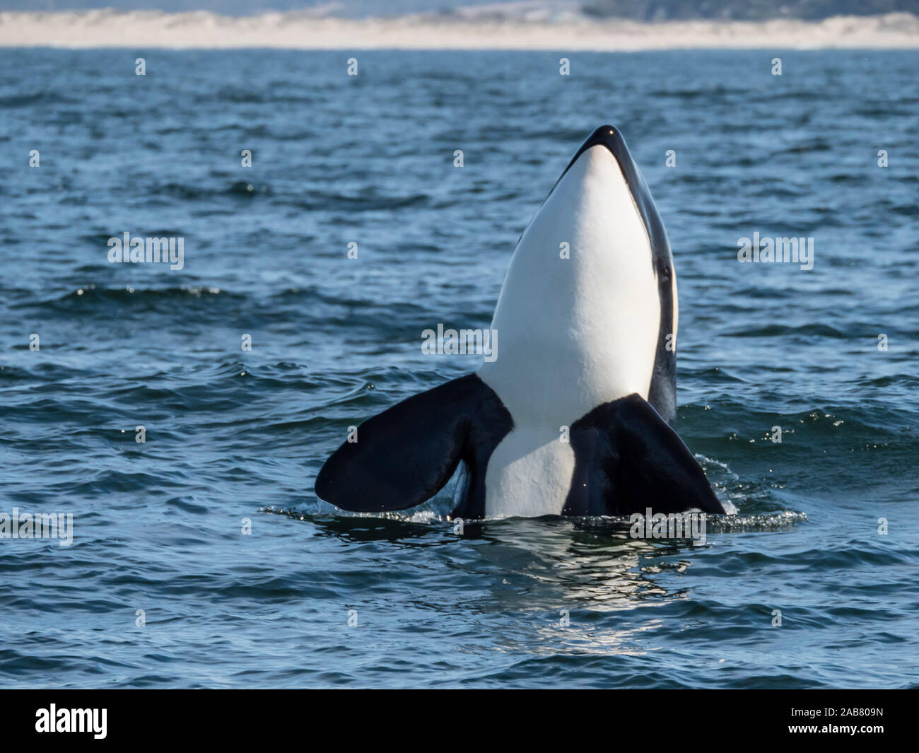 Type transitoire épaulard (Orcinus orca), spy-hopping à Monterey Bay National Marine Sanctuary, en Californie, en Amérique du Nord Banque D'Images