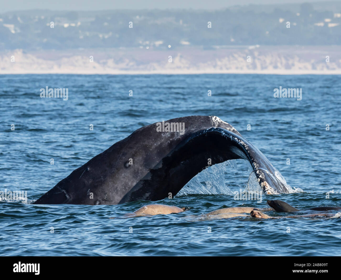 L'otarie de Californie (Zalophus californianus), avec des baleines à bosse, Monterey Bay National Marine Sanctuary, en Californie, en Amérique du Nord Banque D'Images