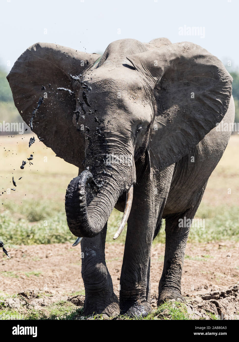 D'une brousse africaine elephant (Loxodonta africana) à un point d'eau dans le parc national de South Luangwa, en Zambie, l'Afrique Banque D'Images