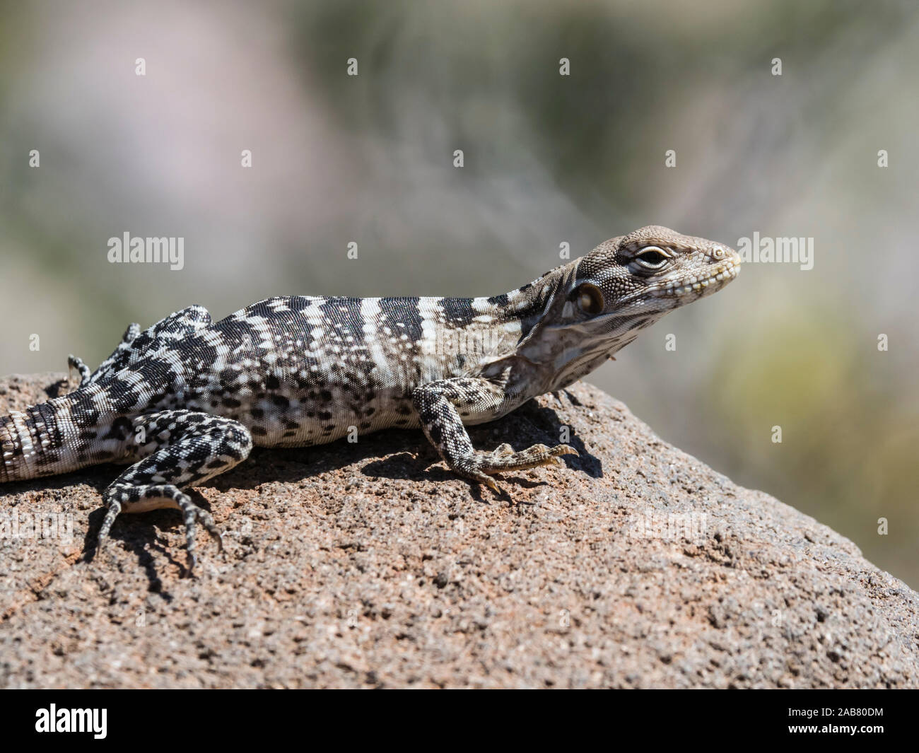 San Esteban juvénile des iguanes à queue épineuse (Ctenosaura conspicuosa), Isla San Esteban, Basse Californie, Mexique, Amérique du Nord Banque D'Images San Esteban juvénile des iguanes à queue épineuse (Ctenosaura conspicuosa), Isla San Esteban, Basse Californie, Mexique, Amérique du Nord Banque D'Images