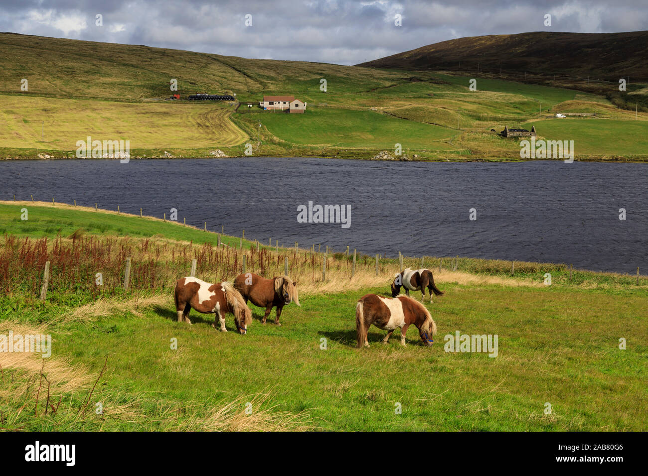 Poneys Shetland, un célèbre et unique race rustique, « Burrafirth Voe, East, West Mainland, îles Shetland, Écosse, Royaume-Uni, Europe Banque D'Images