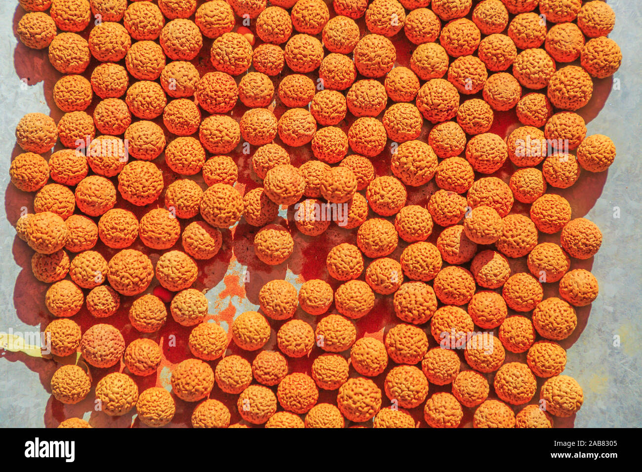 Graines Quandong séchées (Santalum acuminatum) quandong (du désert), Australian bush aliments consommés par les aborigènes australiens, l'Australie Banque D'Images