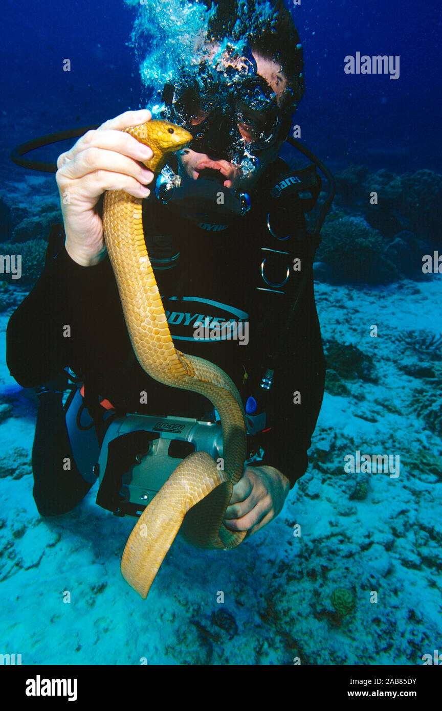 Serpent de mer d'olive (Aipysurus laevis),dans les mains du plongeur. Extrêmement venimeuse, mais pas agressif et s'adressent souvent à un plongeur.Lady Elliot Island, grande Banque D'Images
