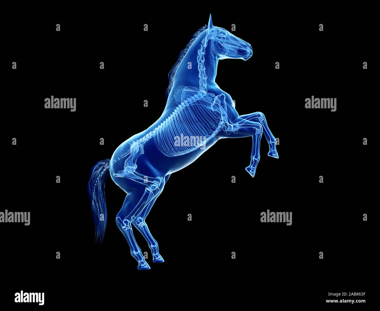 Rendu 3D précis médicalement illustration de l'anatomie équine - le squelette Banque D'Images