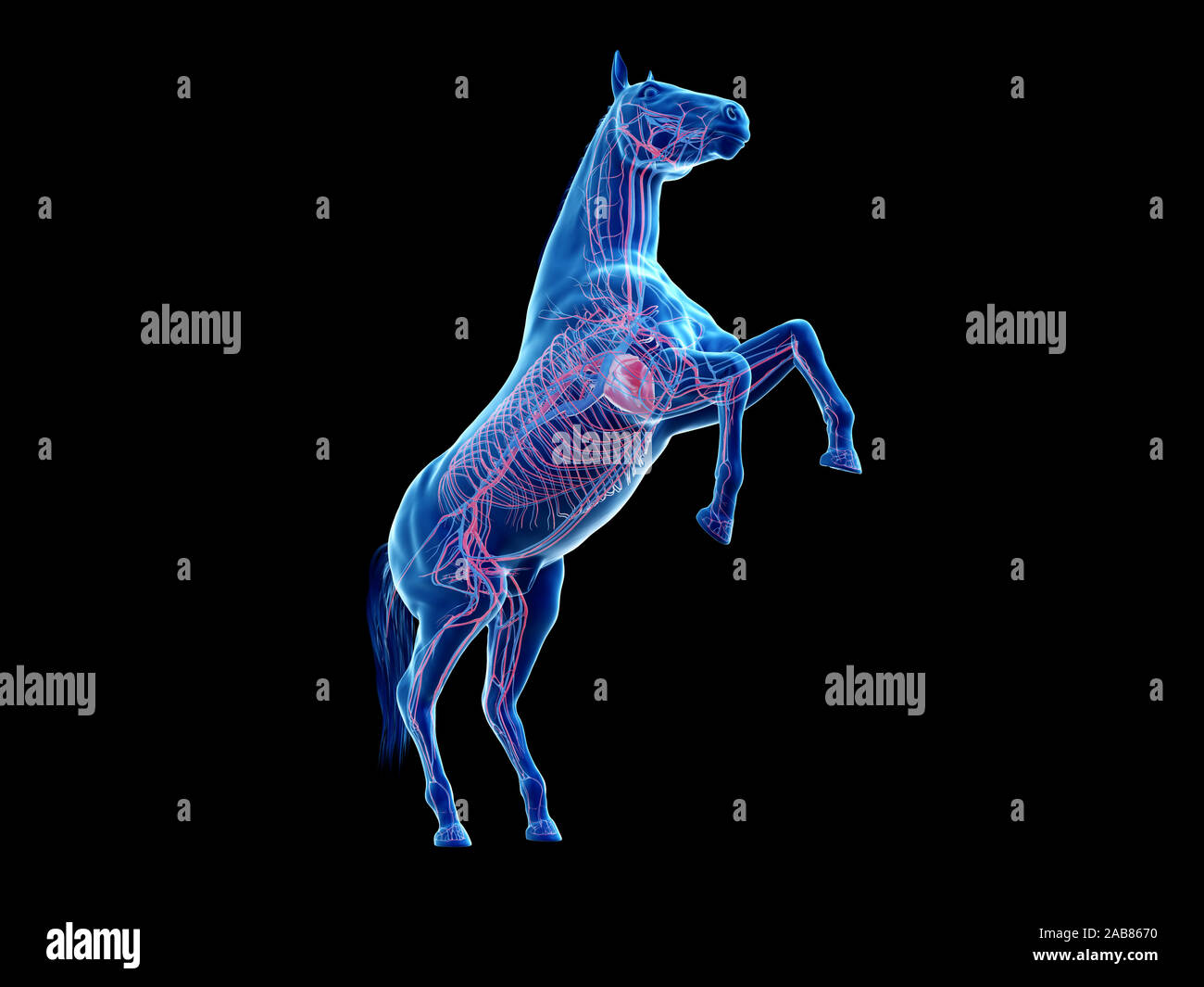 Rendu 3D précis médicalement illustration de l'anatomie équine - le système vasculaire Banque D'Images