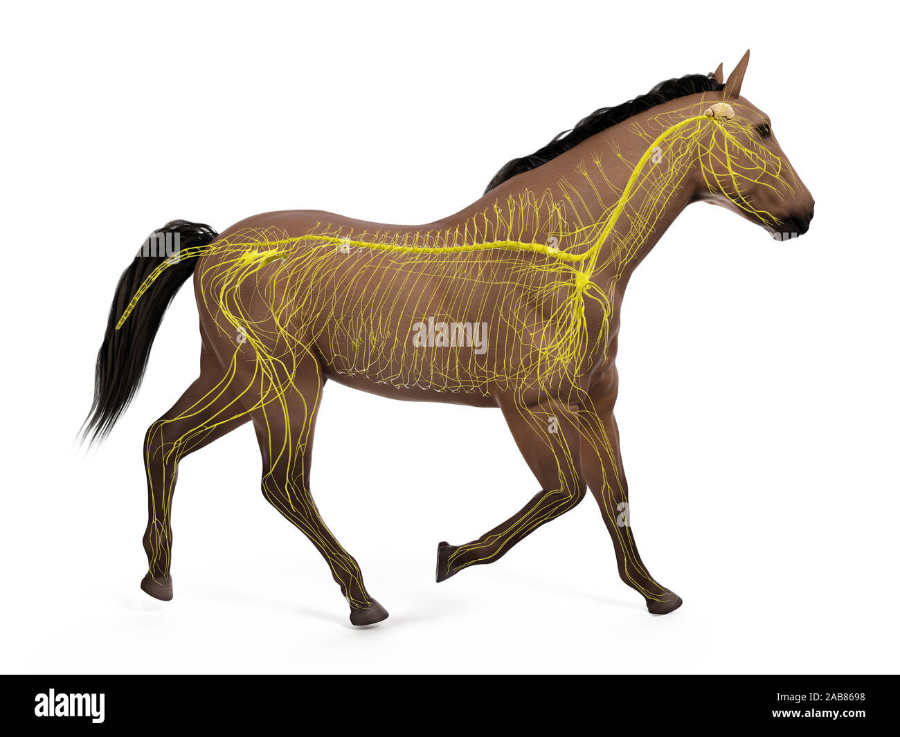 Rendu 3D précis médicalement illustration de l'anatomie équine - le système nerveux Banque D'Images