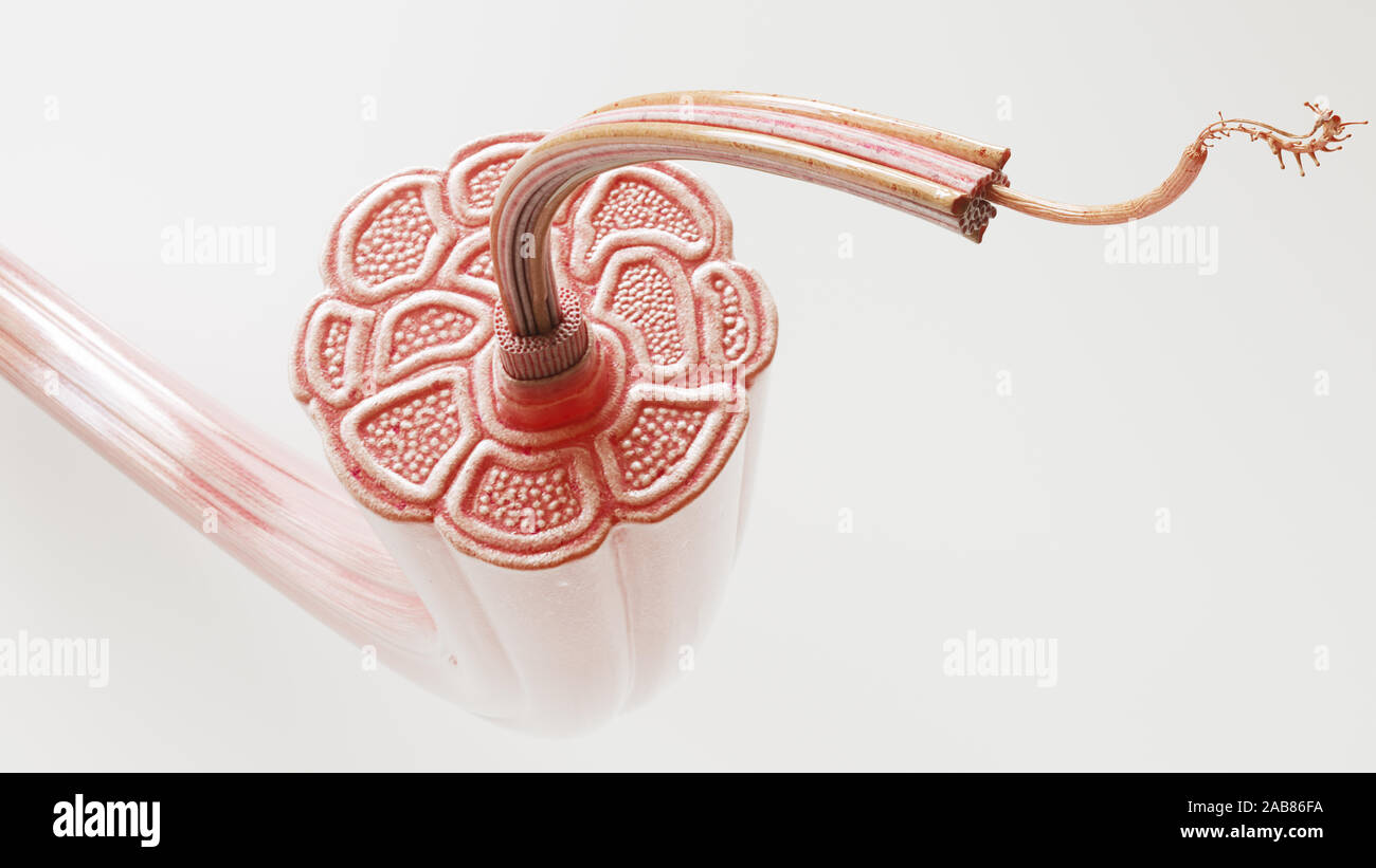 Section transversale à travers un muscle avec des fibres musculaires visibles anatomiquement corrects -- 3D Rendering Banque D'Images