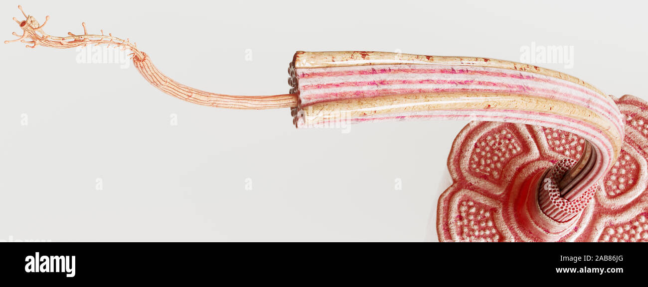 Section transversale à travers un muscle avec des fibres musculaires visibles anatomiquement corrects -- 3D Rendering Banque D'Images