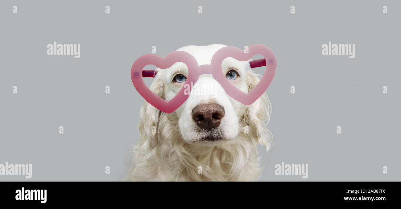 Joli portrait de chien en forme de coeur rouge verres pour célébrer la Saint-Valentin. Isolé sur fond gris. Banque D'Images