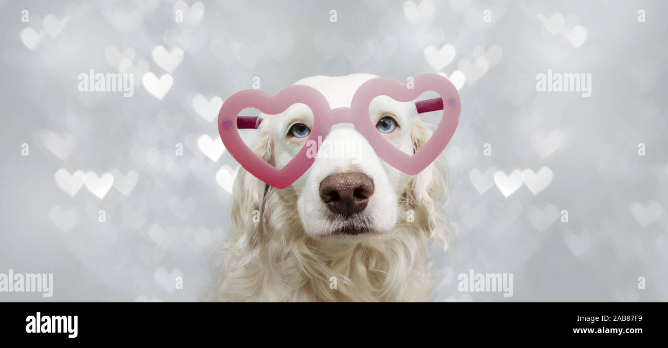 Jolie bannière chien en rouge en forme d'coeur verres pour célébrer la Saint-Valentin. Isolé sur fond gris. Banque D'Images