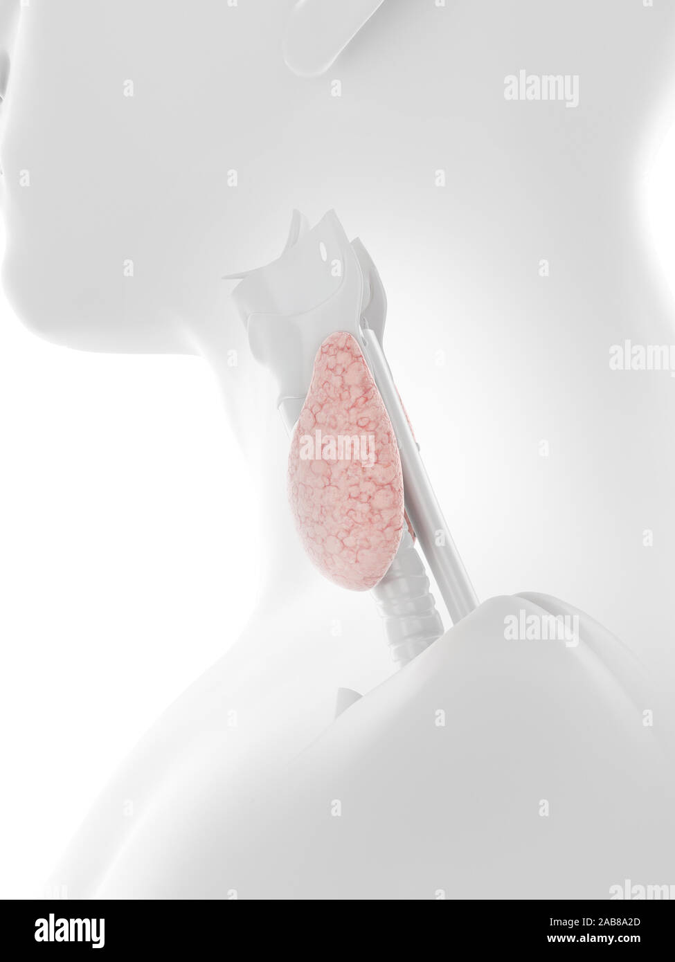 Médicalement en rendu 3d illustration précise de la glande thyroïde Banque D'Images