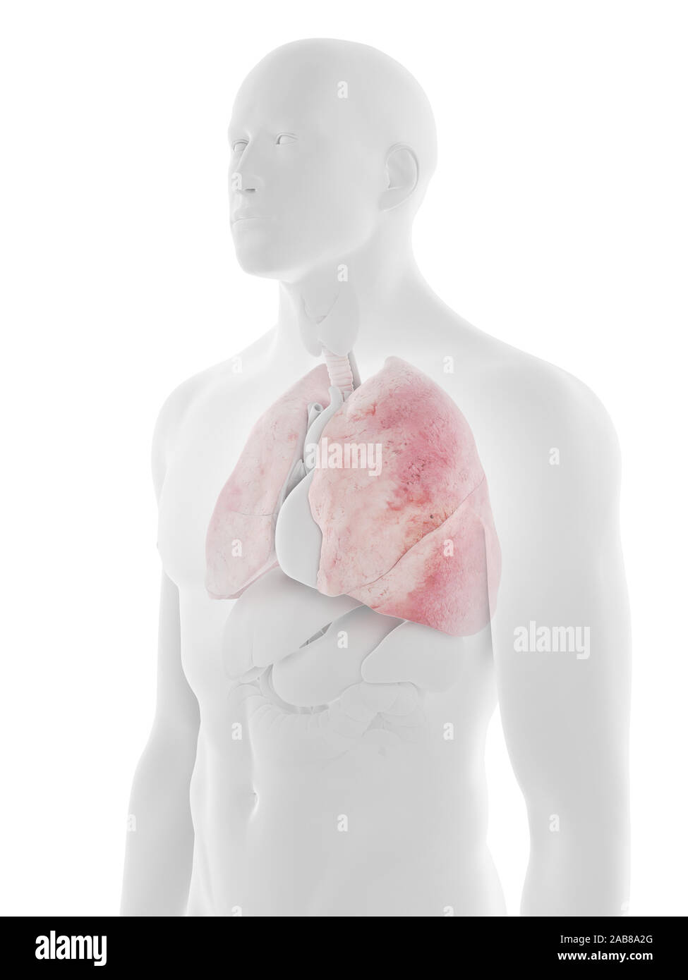 Médicalement en rendu 3d illustration précise des poumons Banque D'Images