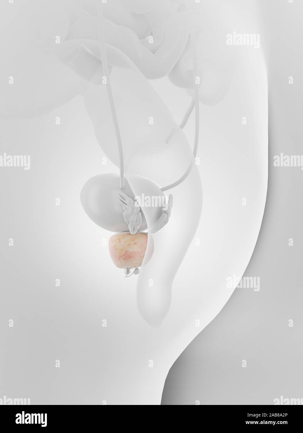 Médicalement en rendu 3D de la prostate illustration exacte Banque D'Images
