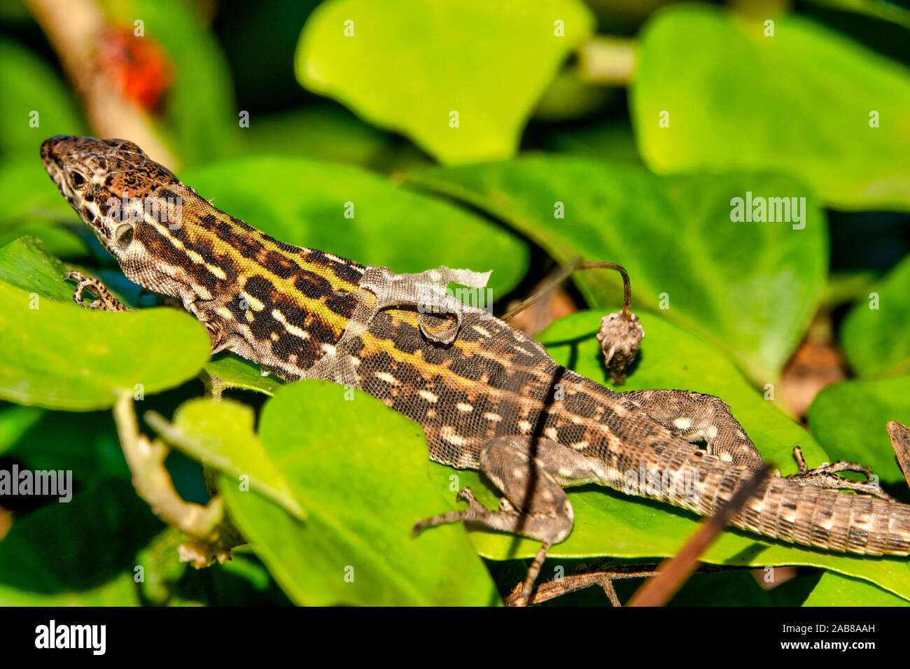 L'Italien lézard des murailles (Podarcis siculus) projetant sa peau Banque D'Images