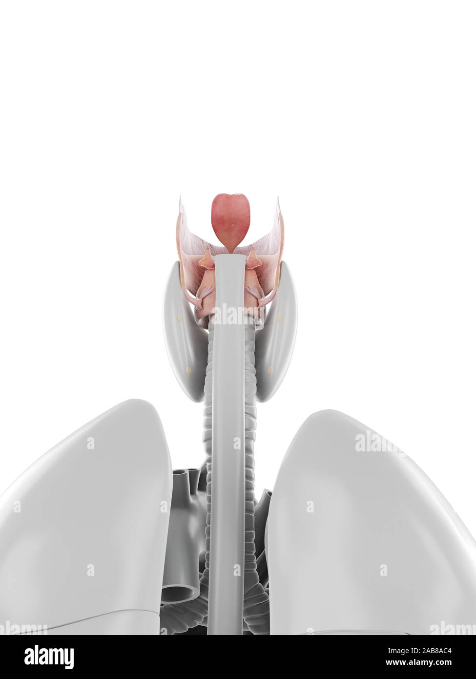 Médicalement en rendu 3d illustration précise du larynx Banque D'Images