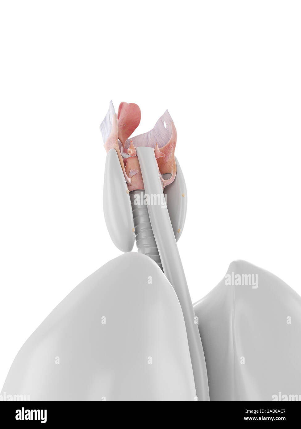 Médicalement en rendu 3d illustration précise du larynx Banque D'Images