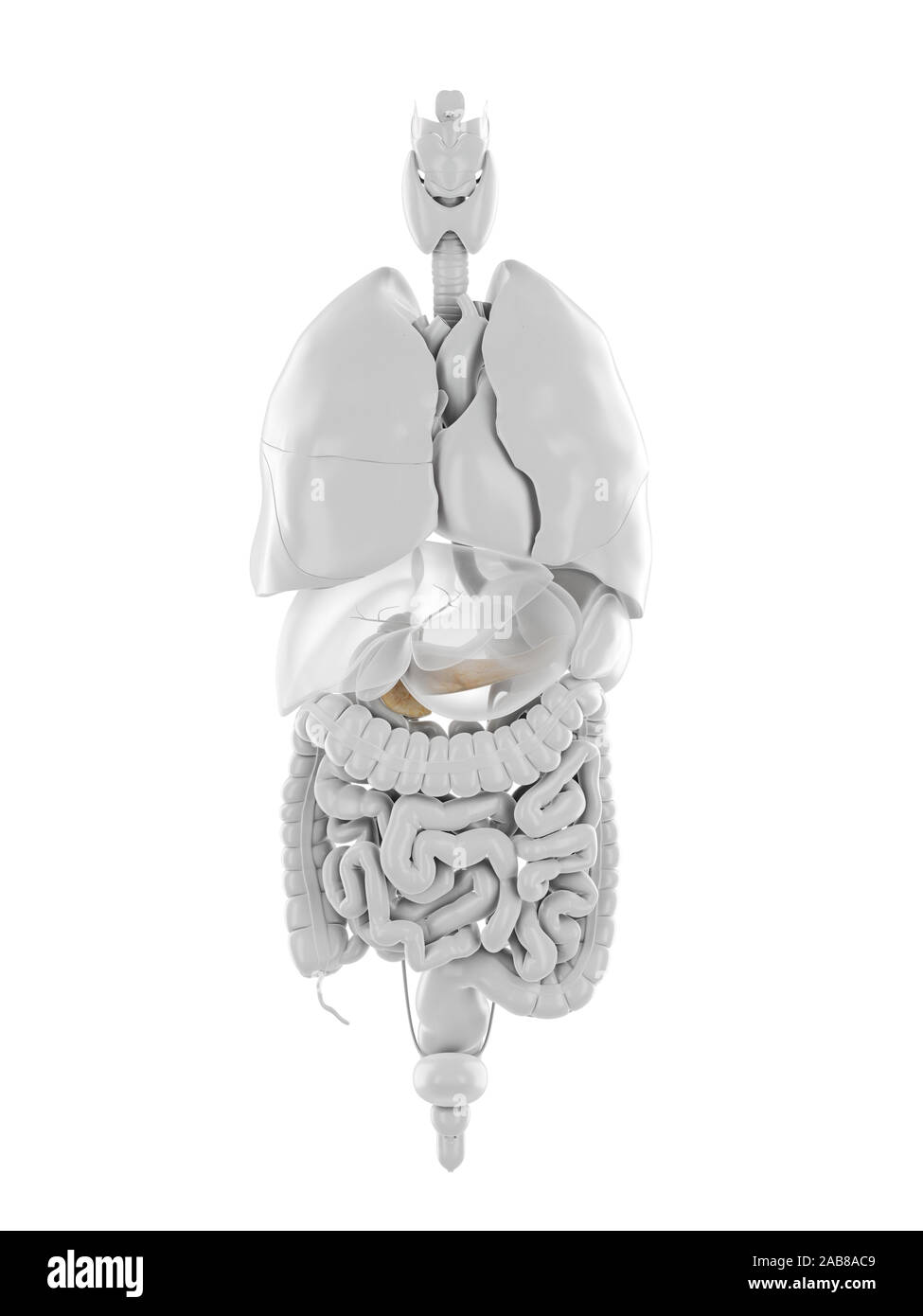 Médicalement en rendu 3d illustration précise du pancréas Banque D'Images
