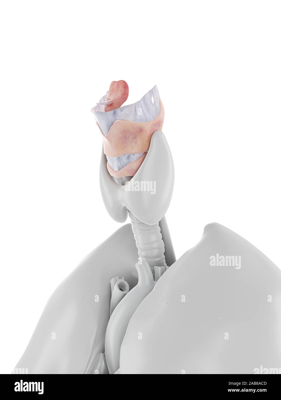 Médicalement en rendu 3d illustration précise du larynx Banque D'Images
