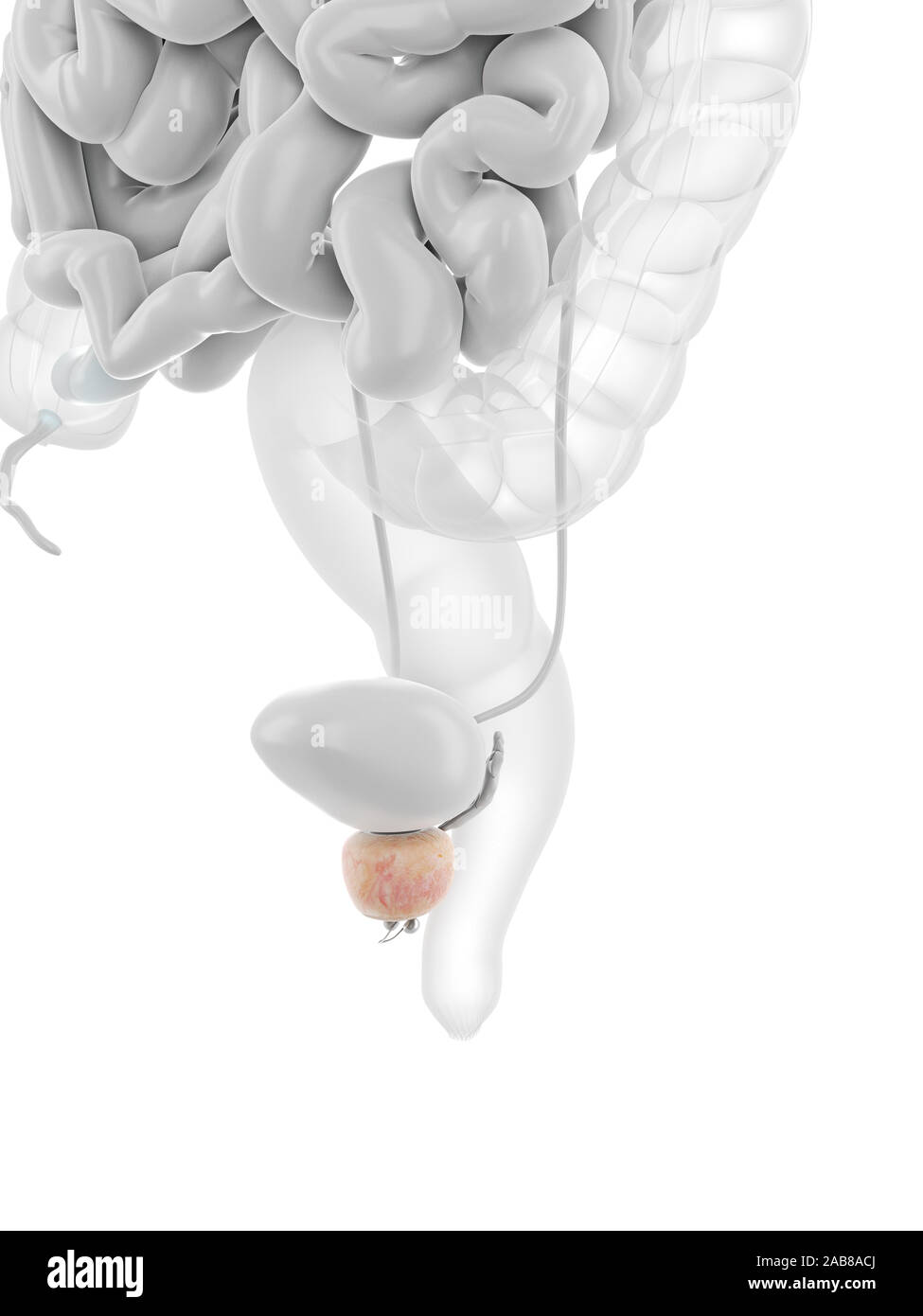 Médicalement en rendu 3D de la prostate illustration exacte Banque D'Images