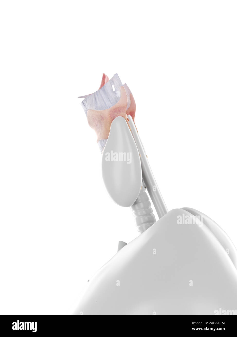 Médicalement en rendu 3d illustration précise du larynx Banque D'Images