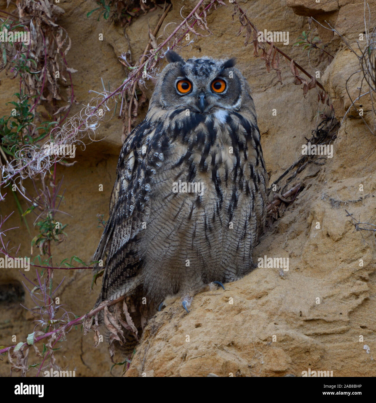 Grand / Owl Bubo bubo Europaeischer Uhu ( ), jeune oiseau, assis dans une falaise de sable, regardant directement, mignon, de la faune, de l'Europe. Banque D'Images