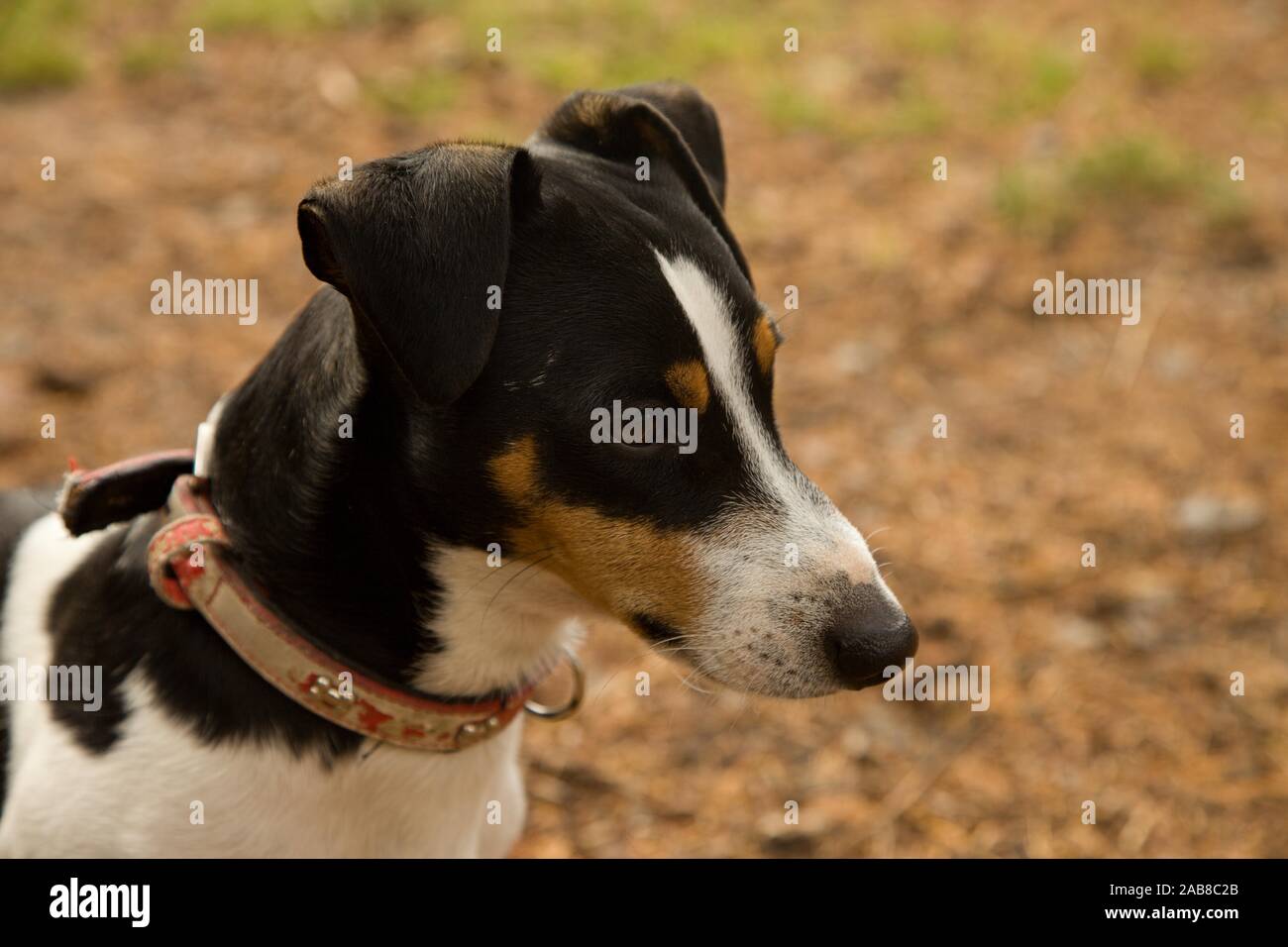 Magnifique chien dans la forêt Banque D'Images