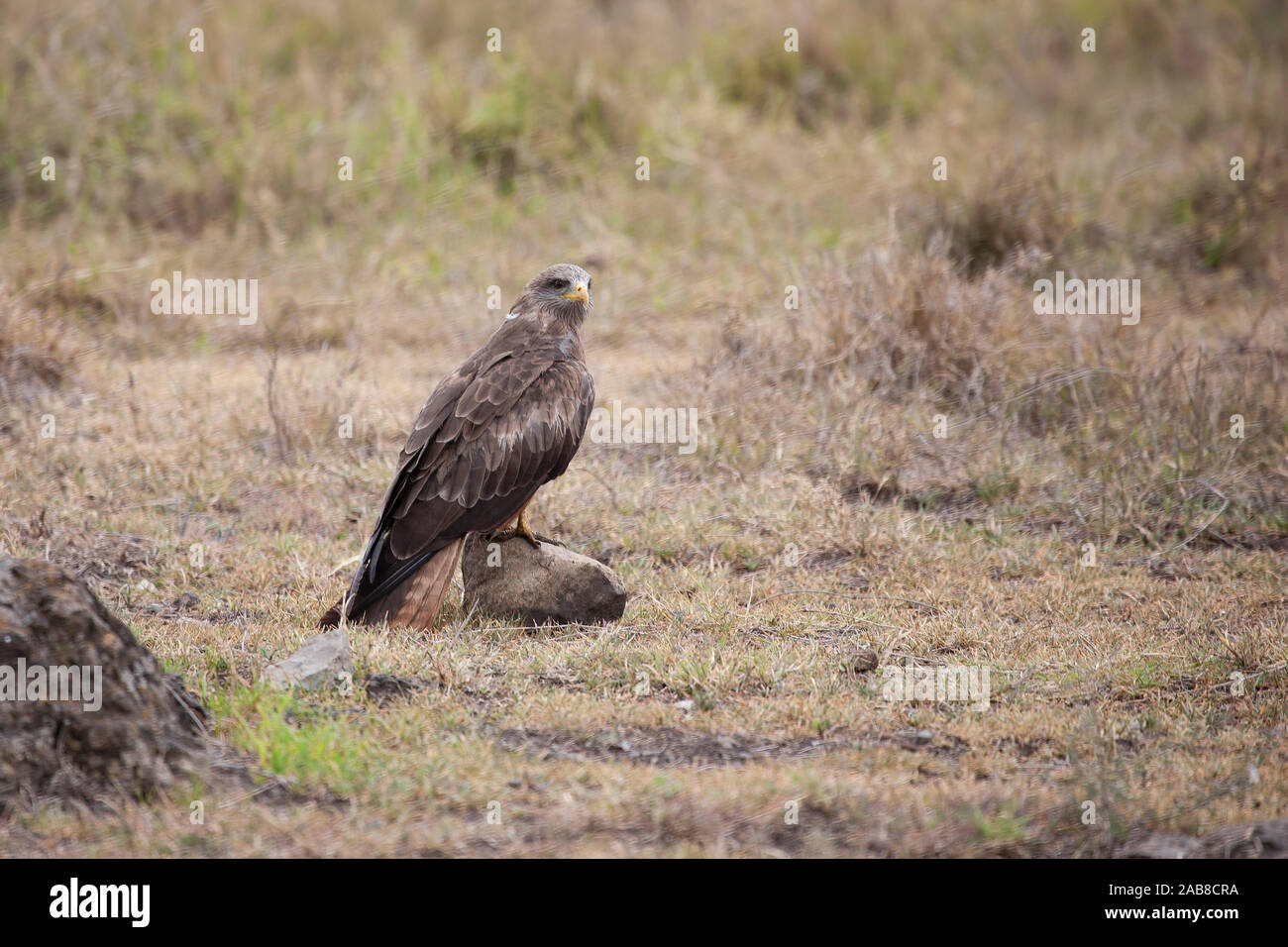 Milan noir Milvus aegyptius Afrotropic pendant du Milan noir se percher sur un rocher dans la prairie ouverte dans le cratère du Ngorongoro, en Tanzanie, l'Afrique Banque D'Images