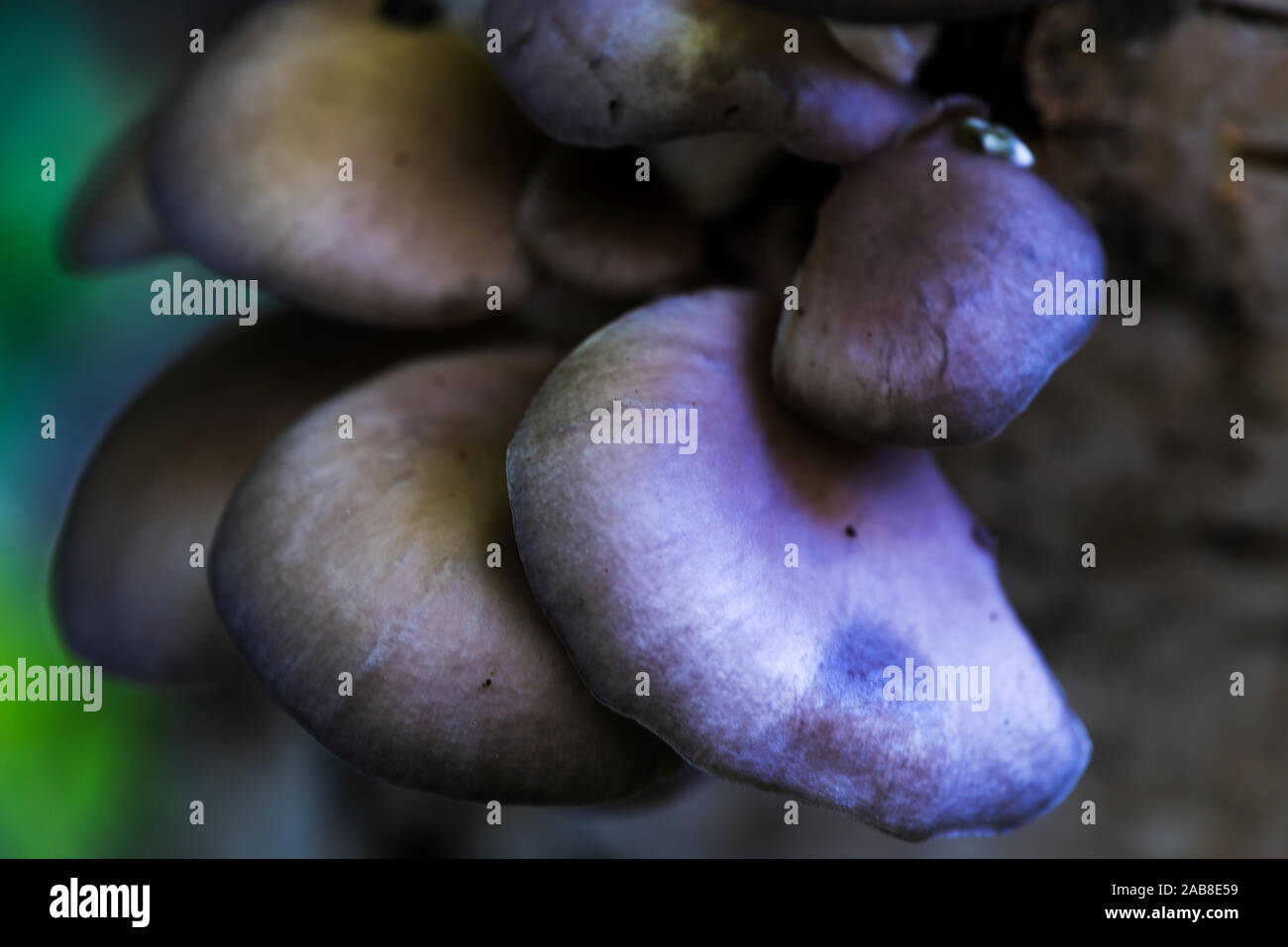 Pleurotus ostreatus floue photo macro Banque D'Images