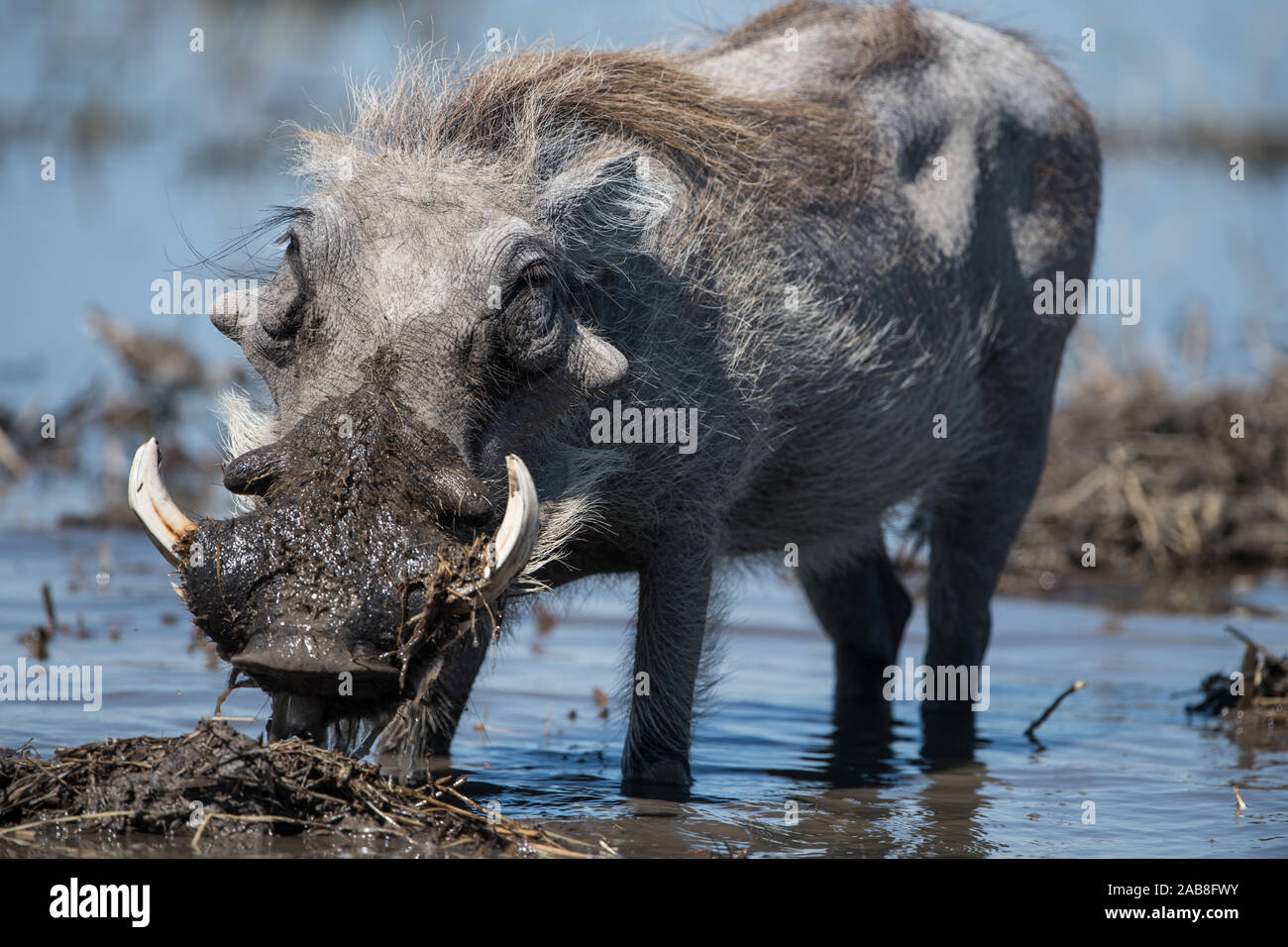 Phacochère dans l'eau à la recherche des racines dans Moremi Bodumatau (NP), Botswana Banque D'Images