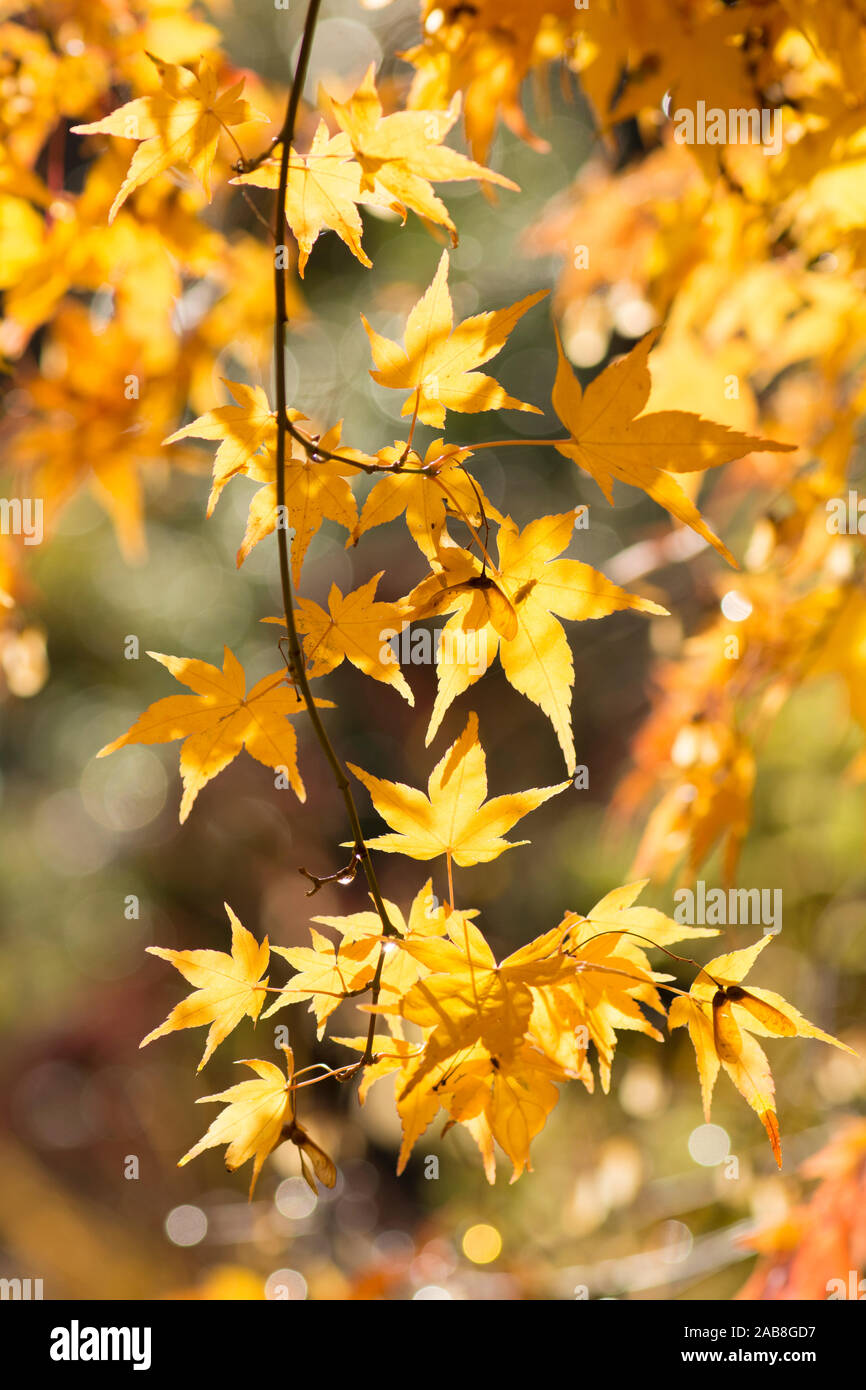 Détail de l'automne des feuilles de couleur rouge et or de l'Acer palmatum érable japonais, Sussex, UK, Novembre Banque D'Images