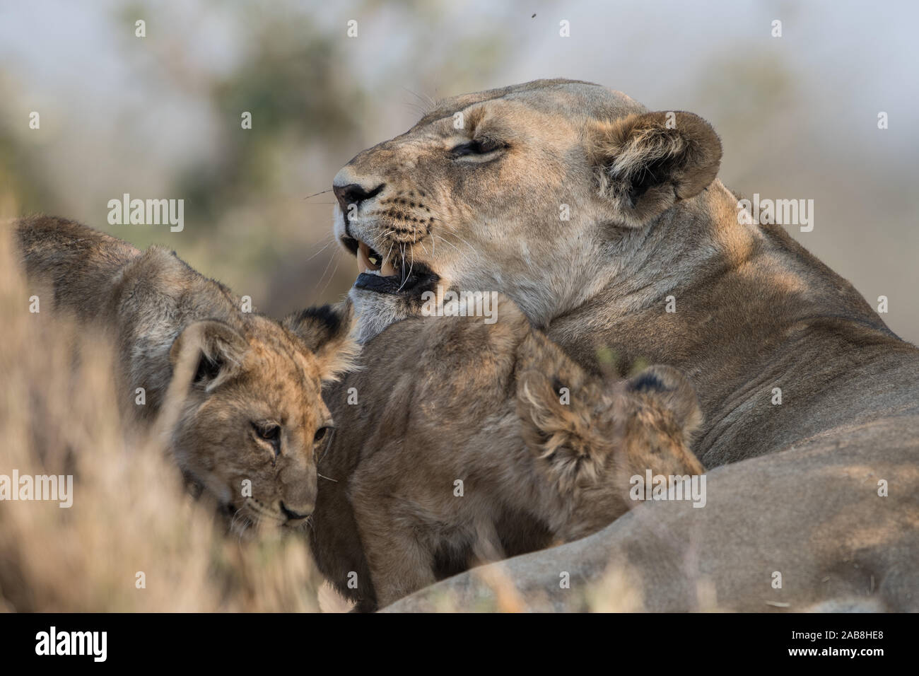 Lioness (Panthera leo) avec oursons dans Savuti, Chobe NP, Botswana Banque D'Images