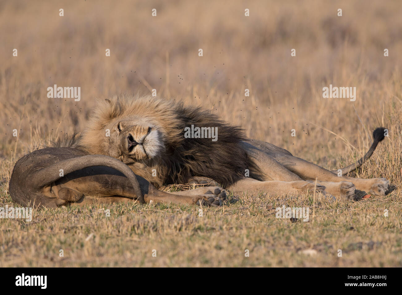 Deux affectueux lion (Panthera leo) frères en NP Moremi (Khwai), Botswana Banque D'Images
